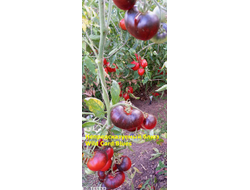 Томат Непредсказуемый блюз (Wild Card Blues) США