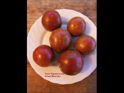 Гном Черный огонь, Черноогненный  (Dwarf Black fire)