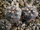 Gymnocalycium amerhauseri ssp.altagraciense  VG-470  (D=12-15 мм)