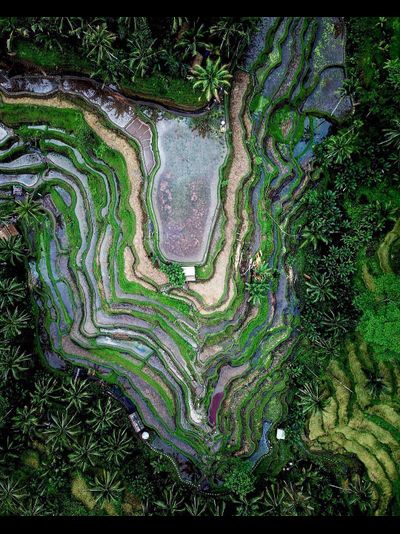 Картина обогреватель, спутниковое фото рисовых террас Тэгаллаланг на Бали
