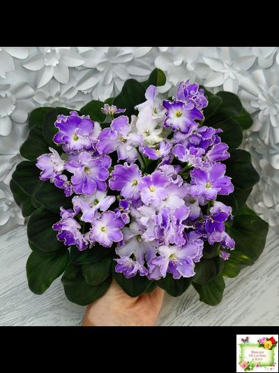 LV-Цветы для Любимого (Л. Шевелева) 2025 г. трейлер (клакамасный лонг)