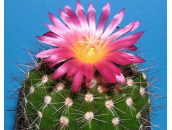 Notocactus purpureus RP 672 - 5 семян