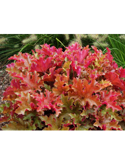 Гейхера гибридная "Мармелад" Marmalade