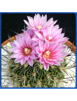 Echinofossulocactus phyllacanthus v. violaciflorus SB 438
