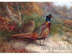 Арчибальд Торбёрн 4351