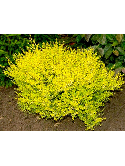 Береза карликовая Golden Treasure