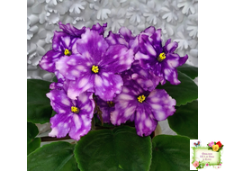 МТ-Свет Кометы (М. Тотиева) 2022 г.