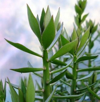 Peireskiopsis spathulata