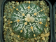 Astrophytum asterias SK x AS KIKKO (1140.1) - 10 семян