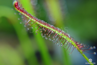 Drosera "Capensis var. Rubra"