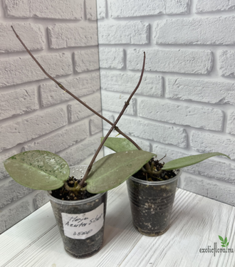 25/07/2025 Hoya Acuta silver
