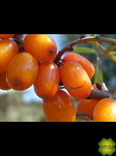 Облепиха плодовая "Елизавета" (безшипая, крупная и вкусная) (саженец 2,5 года)