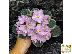 Rivermist Beguiling (J. Baker) (стартер)