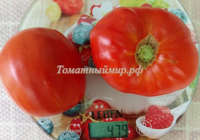 Томат Итало (Italo)