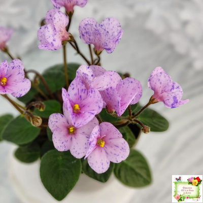 Frosted Fantasy (C.Sotkiewicz) трейлер