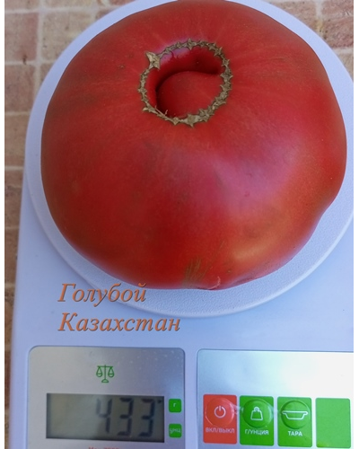 Томат Голубой Казахстан (Blaue Kasachstan)
