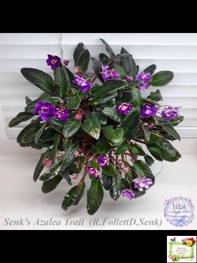 Senk's Azalea Trail (R.Follett/D.Senk) (9845) 01/30/2008 трейлер