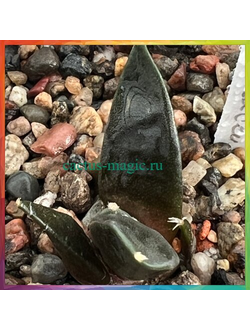 Ariocarpus retusus v. furfuraceus