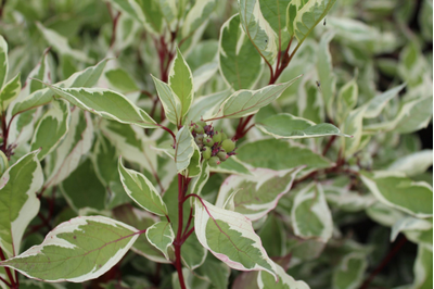 дерен белый элегантиcсима