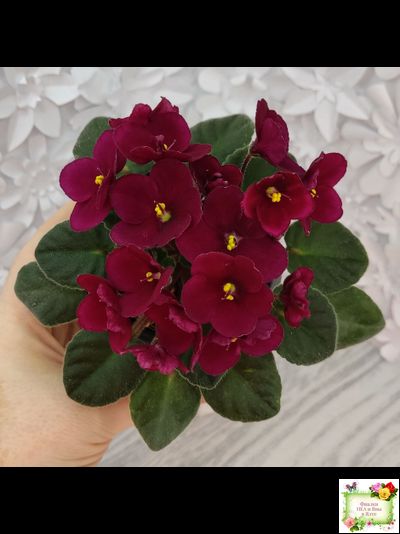 Jolly Mars (H.Pittman), #9718 (01/15/2007)