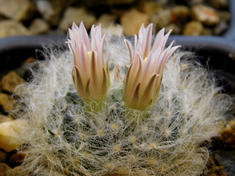 Mammillaria aureilanata - 10 семян