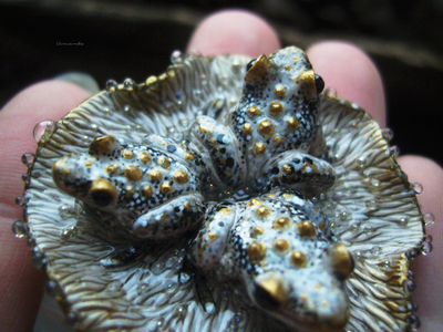 "Дочери лесного царя", волшебная брошь с лягушками и каплями (миниатюра, 4 см)