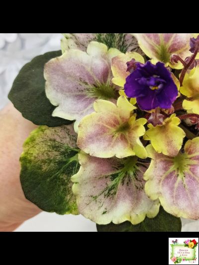 АВ-Корзиночка с Ежевикой (Фиалковод) 2021 г. (гёрл-листья с кроновой пестролистностью)