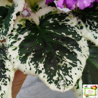 ВаТ-Шоколадное Настроение (Т. Валькова) 2019 г.