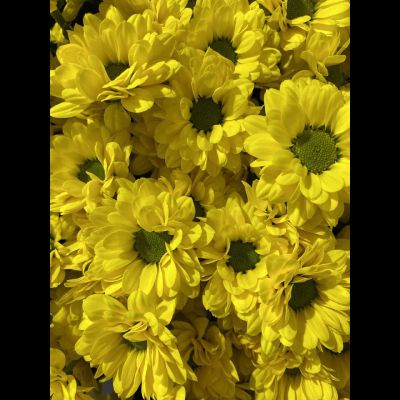 Сантини 25 шт