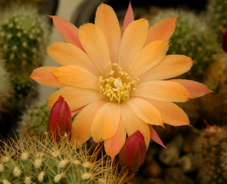 Rebutia hybr. ‘Sunrise’  - 5 семян