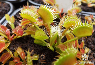 Dionaea muscipula Milachka