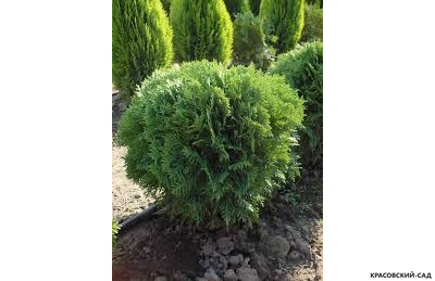 Туя западная Вудварди - Woodwardii