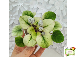 ЛЕ-Хрустальный Водопад Голд (Е. Лебецкая /С. Новгородова) 2018 трейлер