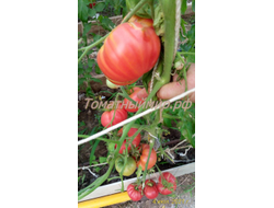 Томат Бой-бой (Boy-boy)