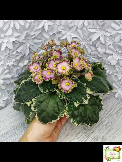 НД-Вербена (Н. Данилова-Суворова) 2021 г.