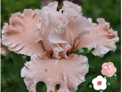 Ирис Hello Romance