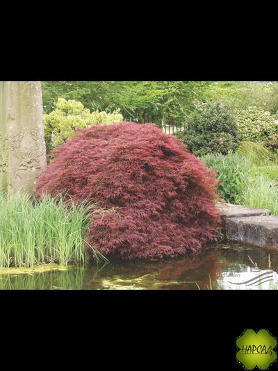 Клен веерный АТРОПУРПУРЕУМ (САЖНЕЦ 90-70 см)