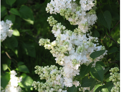 Моник Лемуан