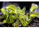 Dionaea muscipula "All Green"