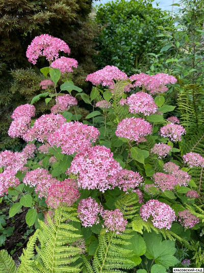 Гортензия древовидная Свит Аннабель в Москве - Фото - Описание - выбрать Сорта - Красовский-Сад.рф