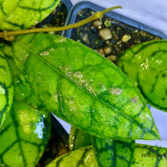 14/02/2025 Hoya Callistophylla No.3 (pink splash)