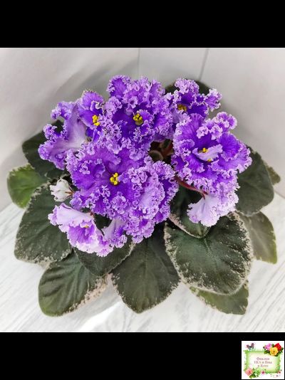 Н-Озёрный Край (Н. Бердникова) 2018