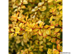 Барбарис Голден Дрим - Golden Dream