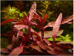 Альтернантера сидячая (горшок)