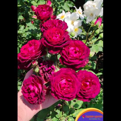 Лия Меже (Lia Mege)