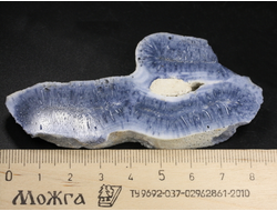 Коралл голубой Акори, Австралия (86*41*11 мм, 45 г) №37708