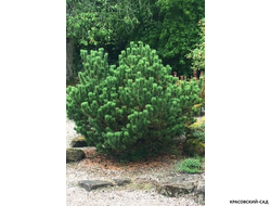 Сосна горная мугус фото красовский-сад.рф