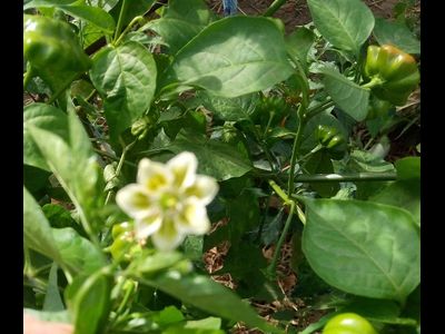 Перец острый Бразильская морская звезда (Red Brazilian Starfish)