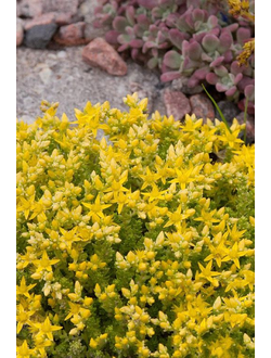 Очиток едкий Aurea (Седум)