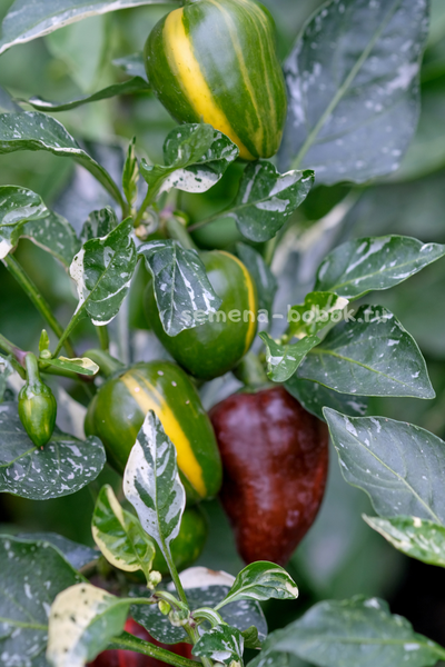 Перец сладкий Madame Paraplü (Мадам Параплю), 10 шт